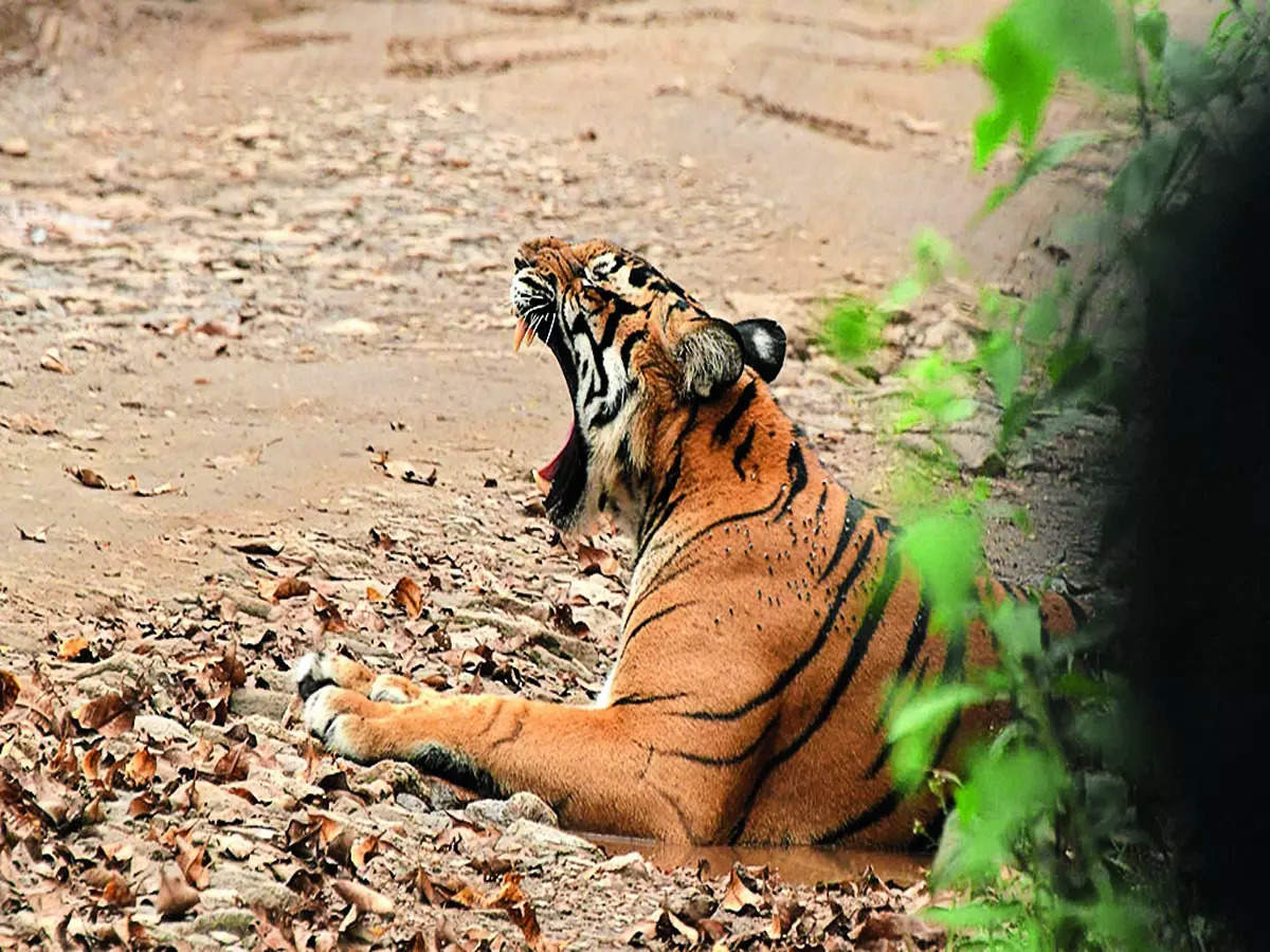 India's Remarkable Wildlife Conservation: A Model for Global Biodiversity