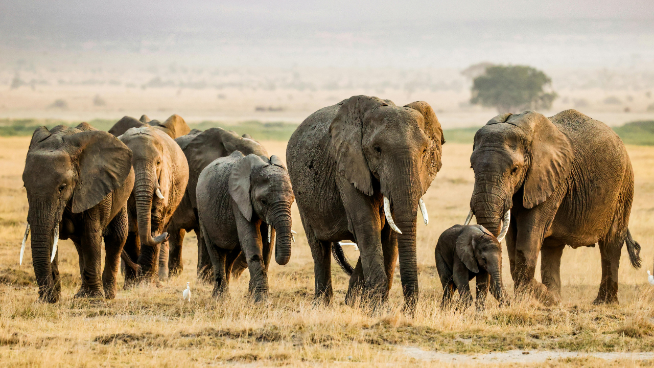Elephants have complex social relationships and can distinguish members of their social groups.