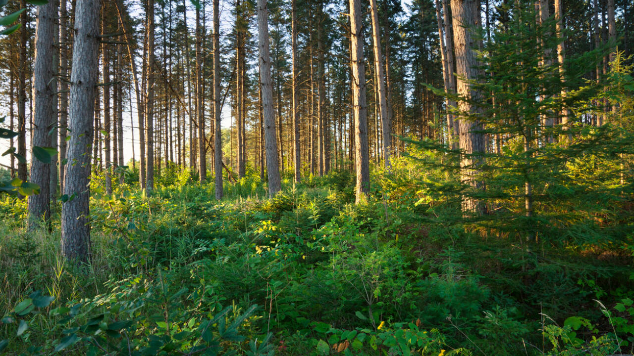 The findings do not mean warming has little effect on forests. Instead, they indicate that trees may possess a greater capacity to adjust their physiology to sustained temperature changes than previously assumed.