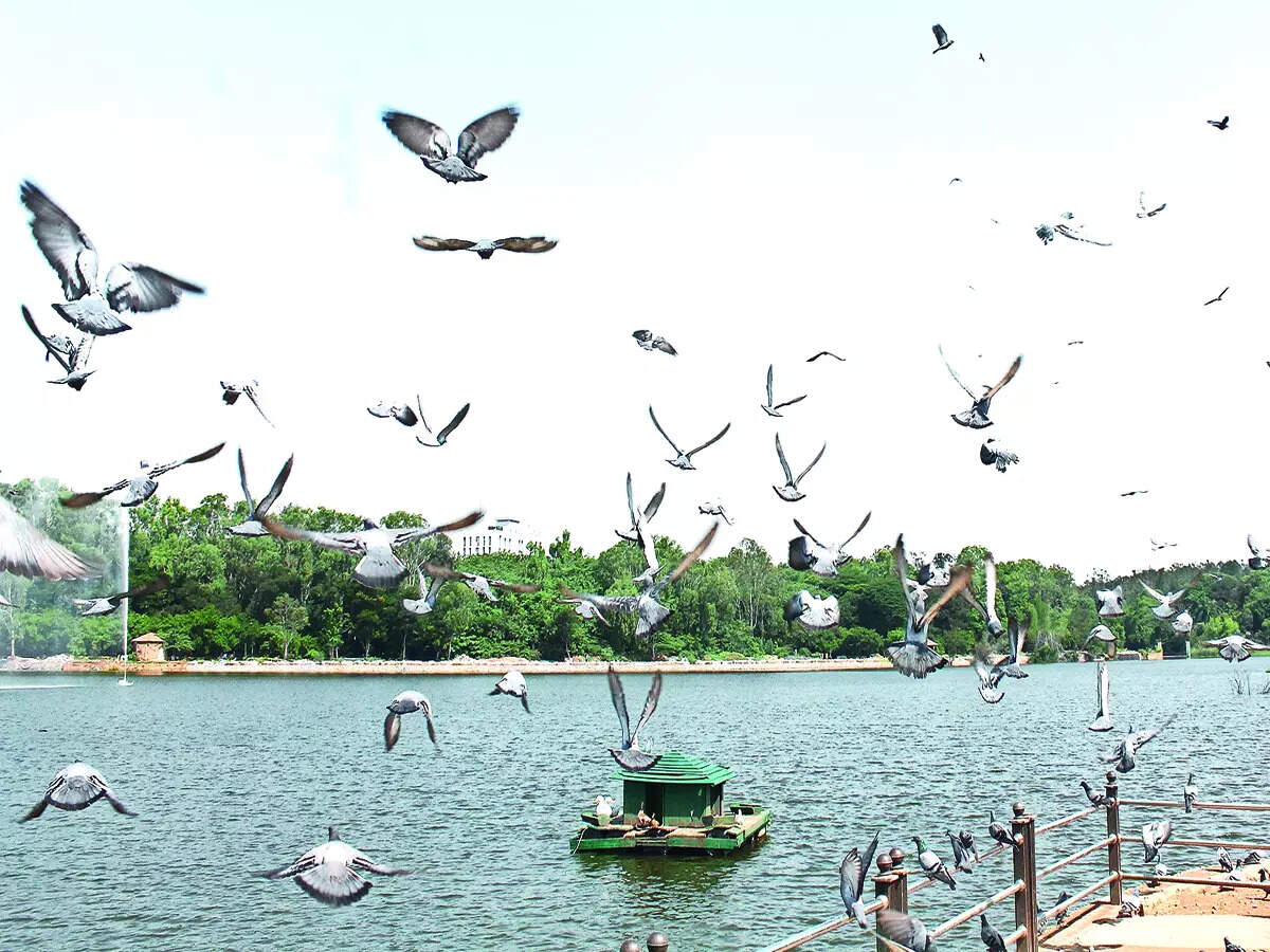 Small victory for Sankey’s guardians