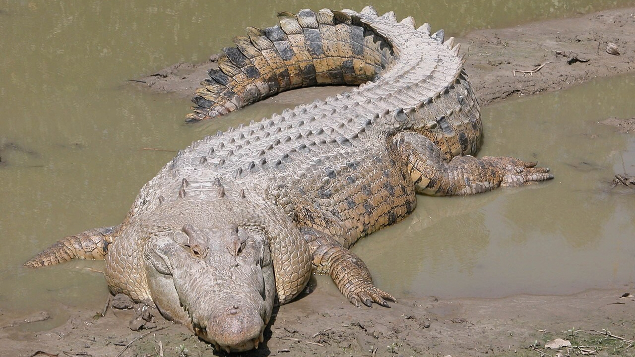 AI detection tools could not confirm the image was fake<br>