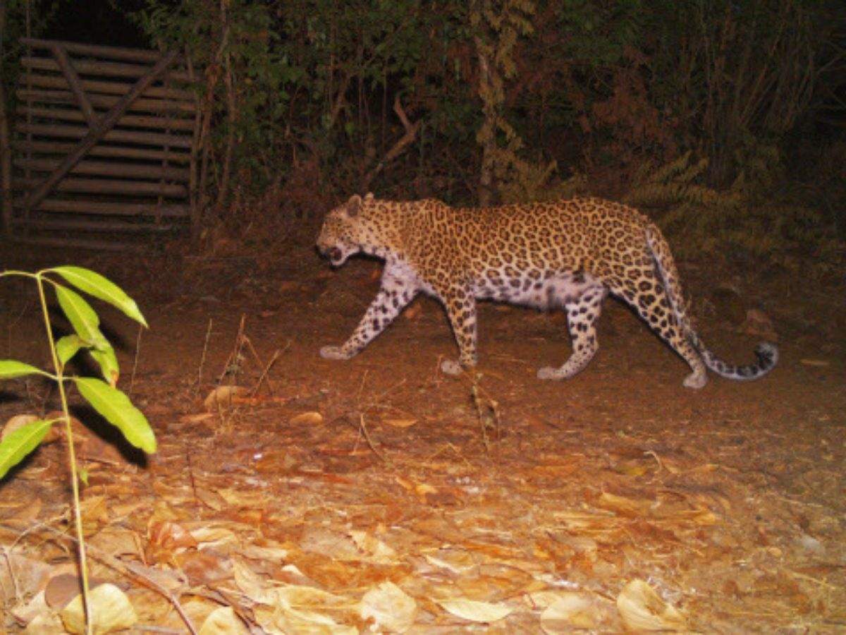 Over 150 Wild Animals Sighted In Yeoor Forest During Machaan Census Travel Breaking News - roblox wild savannah how a leopard kills