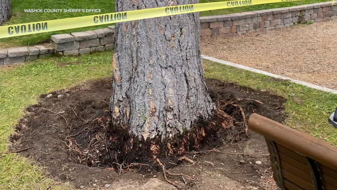 28 Lake Tahoe trees targeted by poisoning since 2022<br>