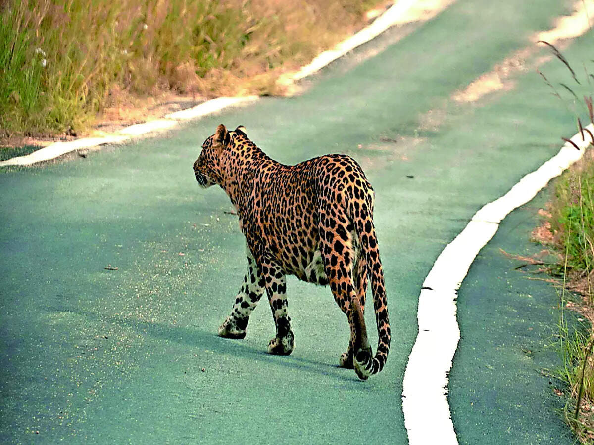 Wildlife encounters on the rise