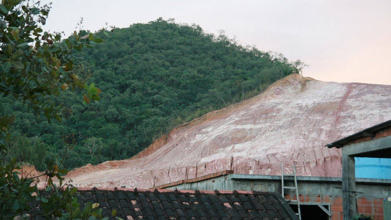 The Atlantic Forest was rebuilt one tree at a time