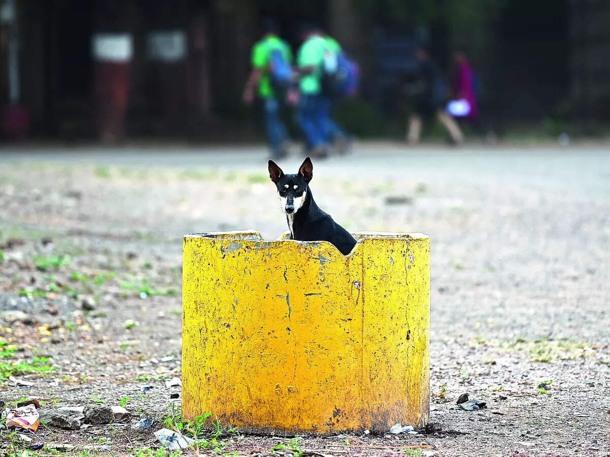 Stray cool - Vimarsana News