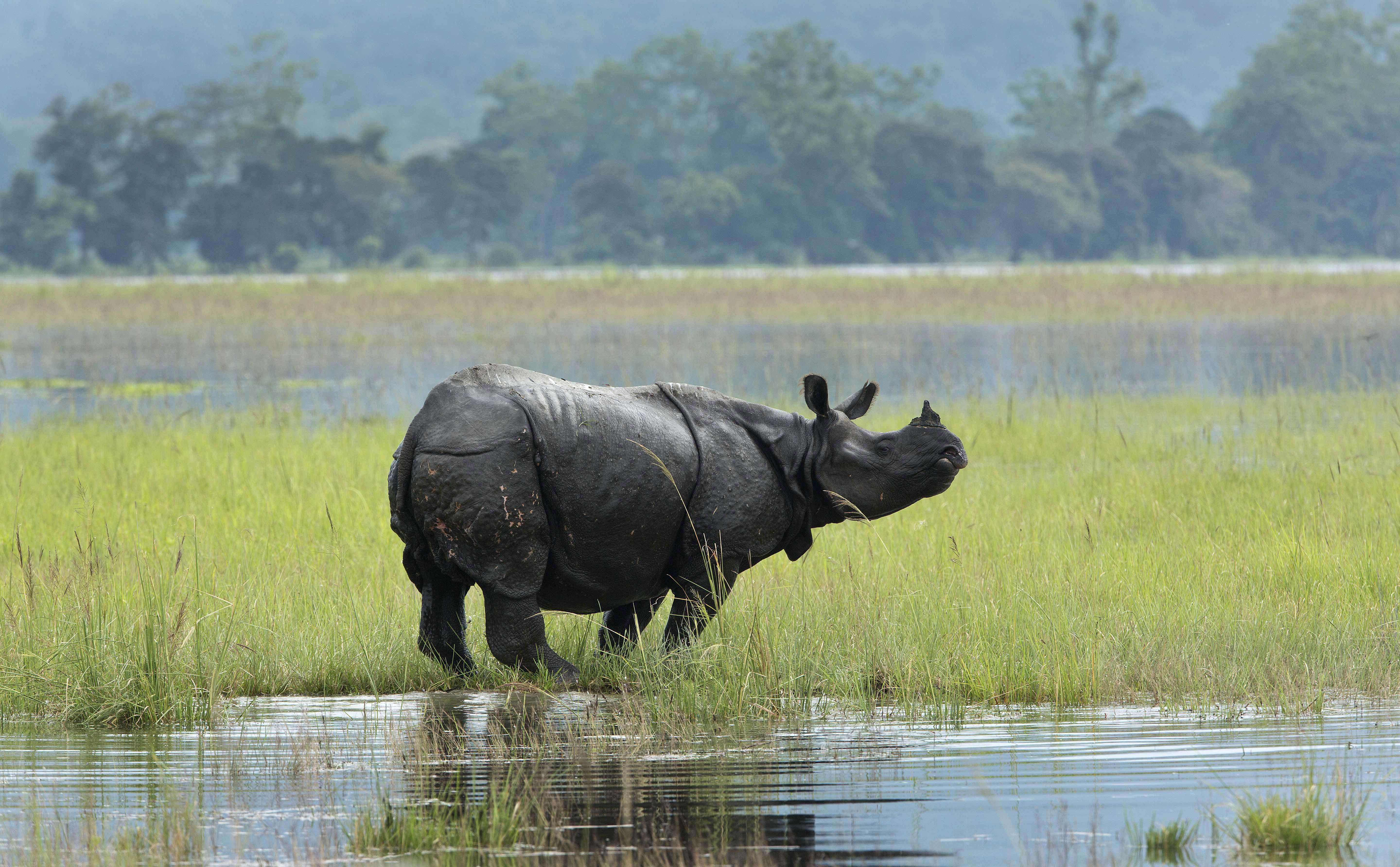 KAZIRANGA FLOOD: Over 50 animals die in eight days of Kaziranga flood ...