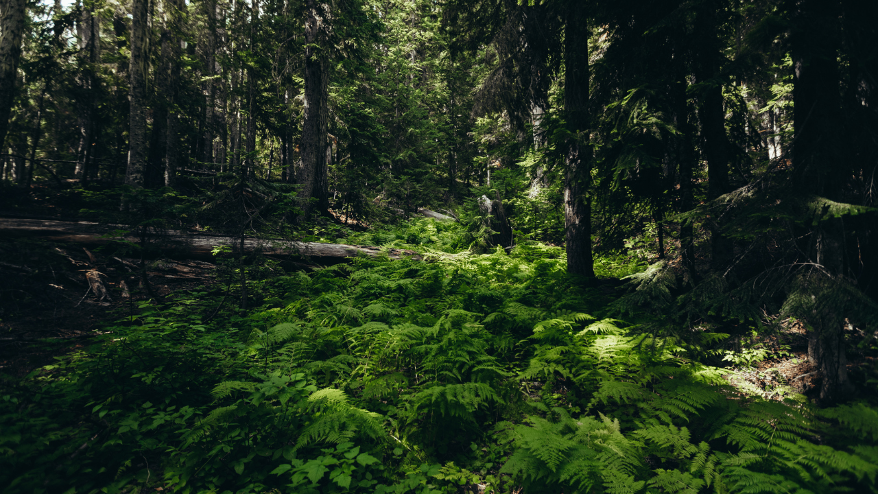 Why did these plantations capture carbon faster? (Image: Canva) Why did these plantations capture carbon faster? (Image: Canva)<br>