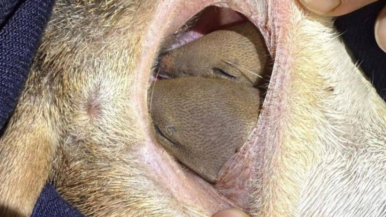 What happened to the population after reintroduction