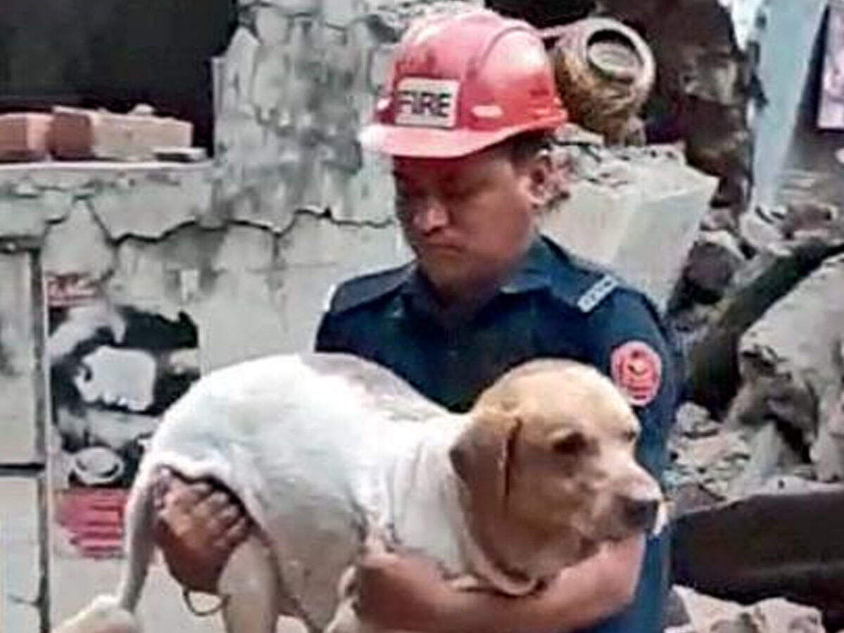 Gujarat Pet Labrador Emerges Unhurt From Debris In Surat After Pet Labrador Emerges Unhurt From Debris After Apartment Collapse