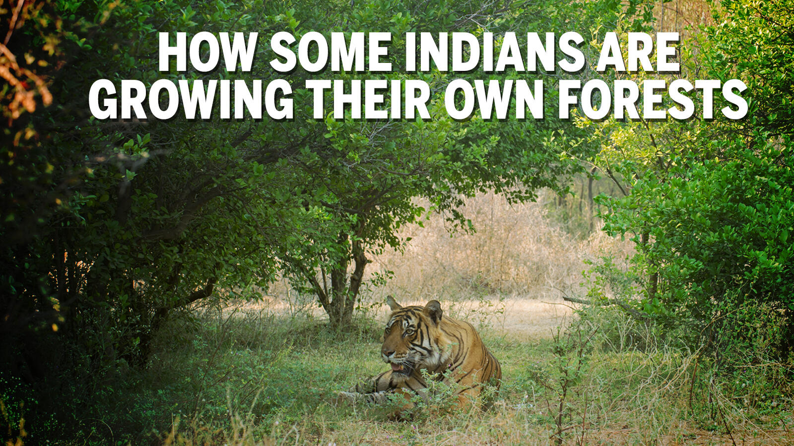 How some Indians are growing their own forests | India News - Times of India How some Indians are growing their own forests | India News - Times of India