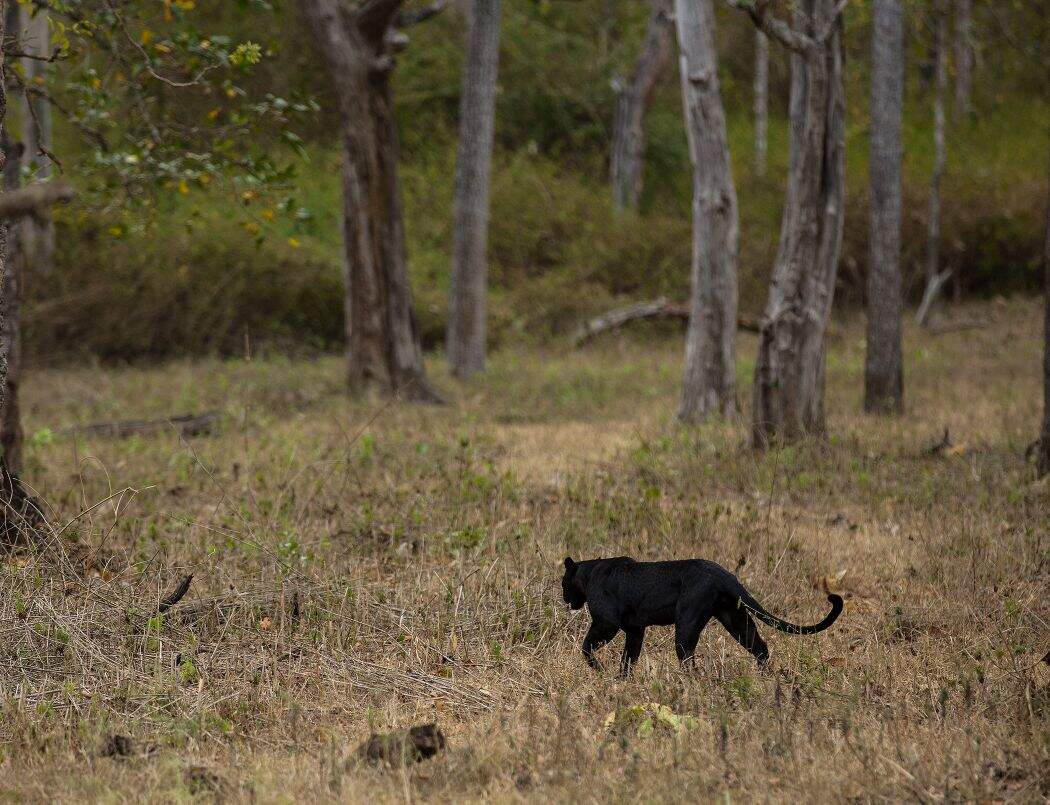 black panther Photographer couple gets rare black panther sight in