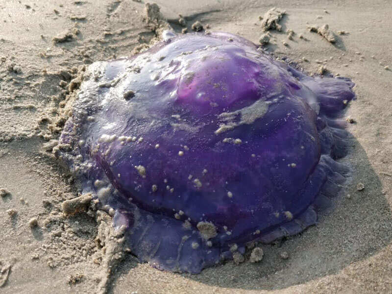 purple jellyfish squishmallow