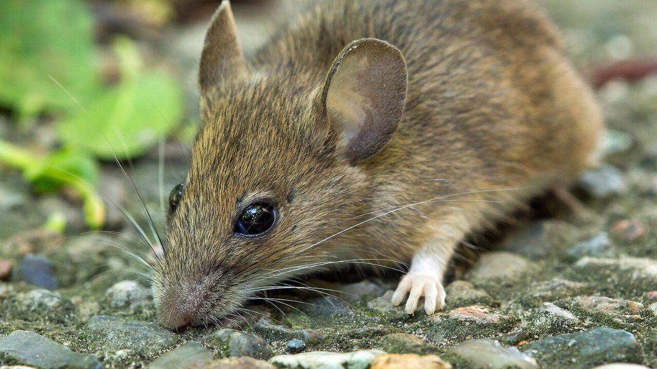 Outdoor tests showed how mice use their brains while exploring<br>
