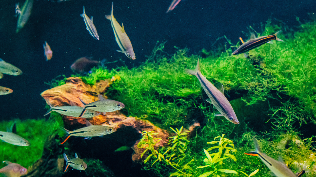 A clean tank doesn’t need to be a spotless tank<br>