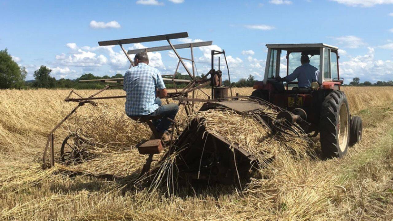 Reed is one of the traditional materials used for thatched buildings in England.
