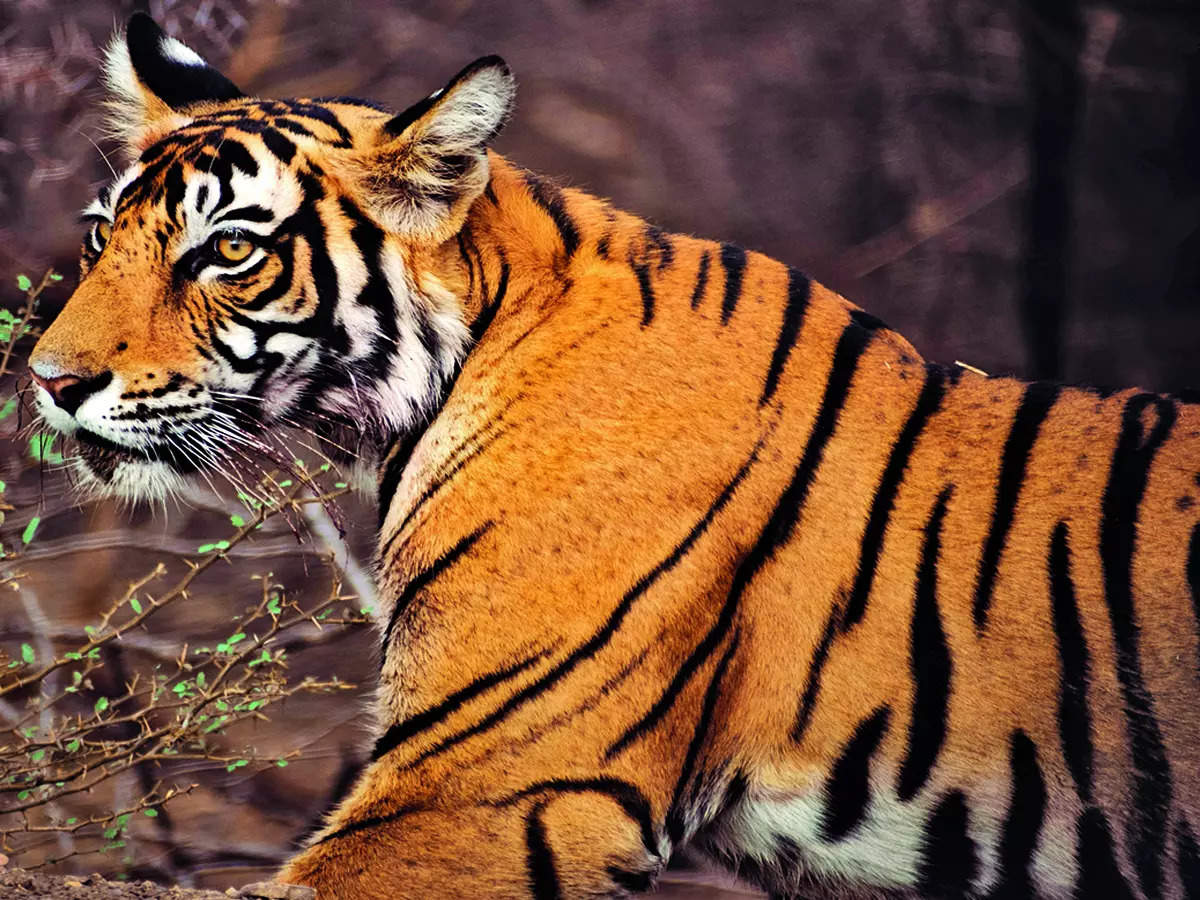 Tiger Takes RecordBreaking 800Mile Trek Across India  Smart News  Smithsonian Magazine