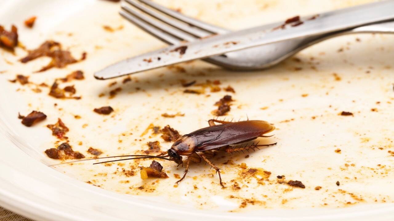 ​Cockroaches keep appearing in your kitchen? Put these 7 common ingredients in the places they hide<br>