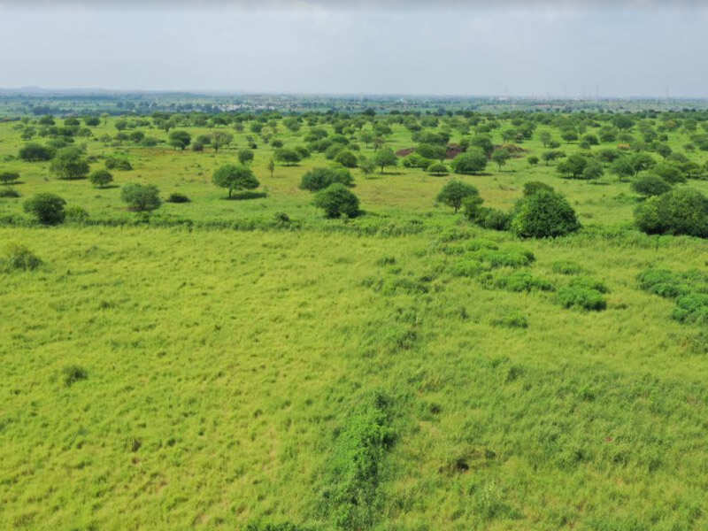 Gujarat’s pride gets back its grasslands Rajkot News Times of India