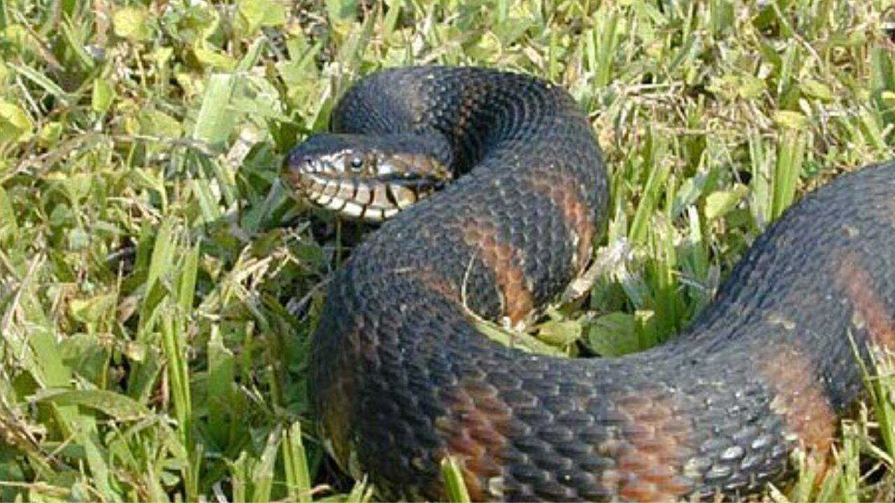 Invasive Burmese pythons and Florida’s native snakes show different parasite infection rates, offering researchers a baseline for future monitoring<br>