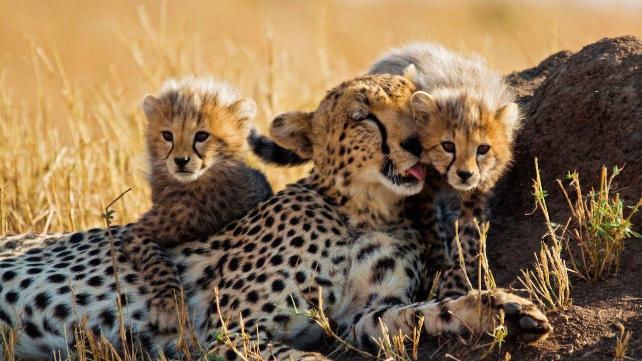 Cheetah