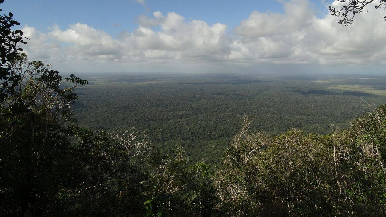 How did Brazil’s restored cattle landscape help bring lowland tapirs back
