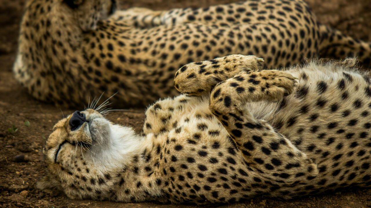 What makes North Luangwa suitable for the cats