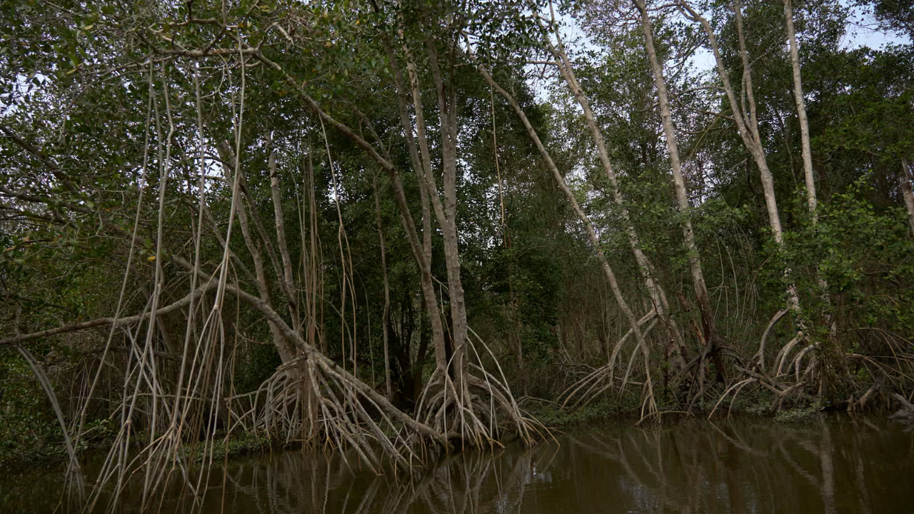 Fishers became part of the restoration effort<br>