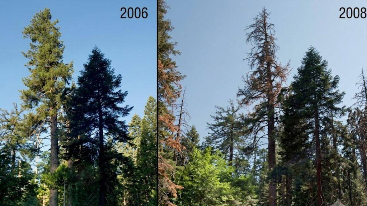 The world’s largest juniper grows in a Sierra mountain meadow<br>
