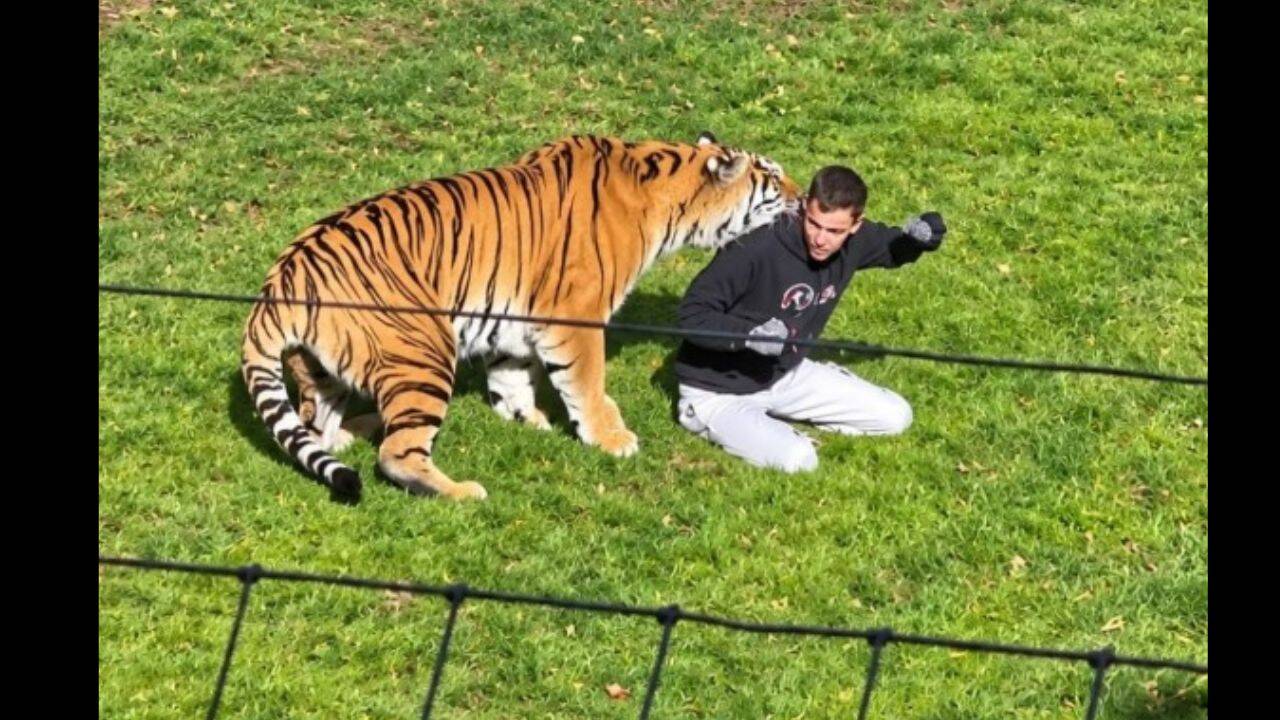 Amur Tiger enclosure
