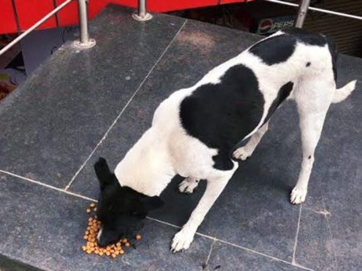 feed street dogs UP Residents get together on WhatsApp to feed street