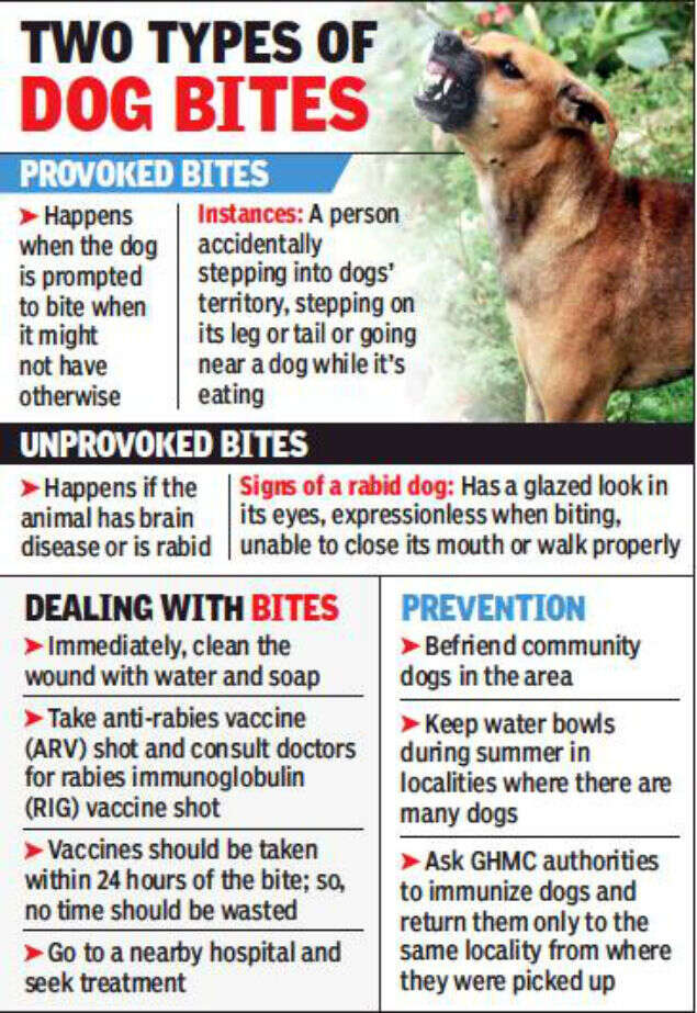 Hyderabad Fever Hospital Sees A Flood Of Dog Bite Cases Hyderabad News Times Of India