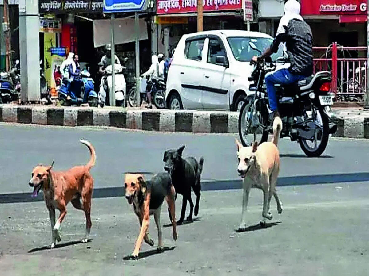 GBA’s Rs 3 lakh per month for dog shelters ‘inadequate’