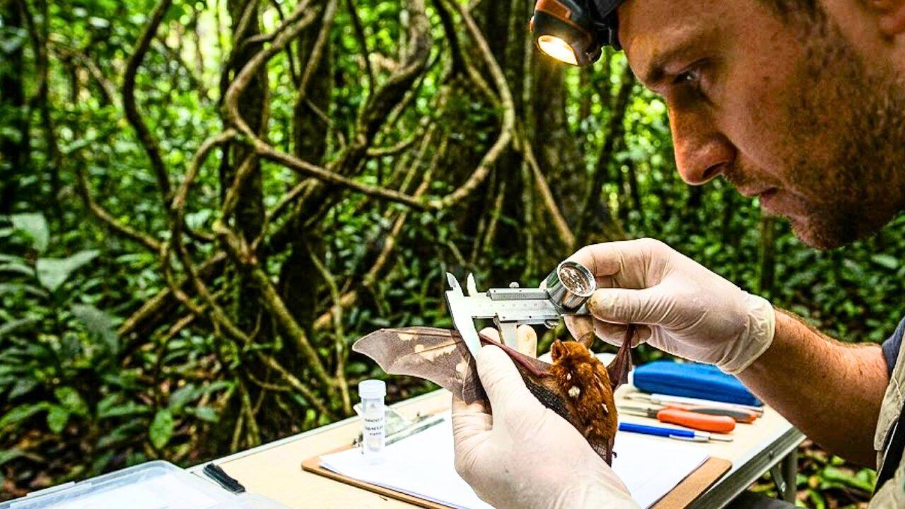 Two new bat species identified in Cameroon