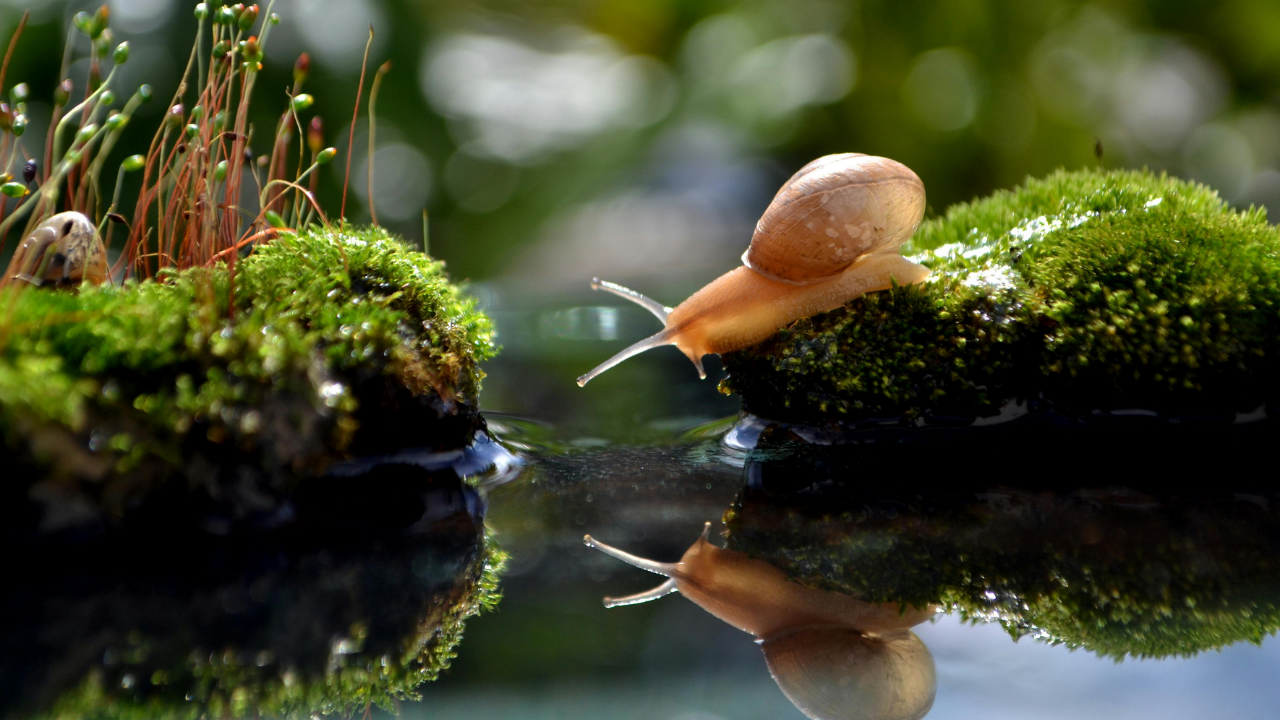 How did freshwater snails reproduce in space