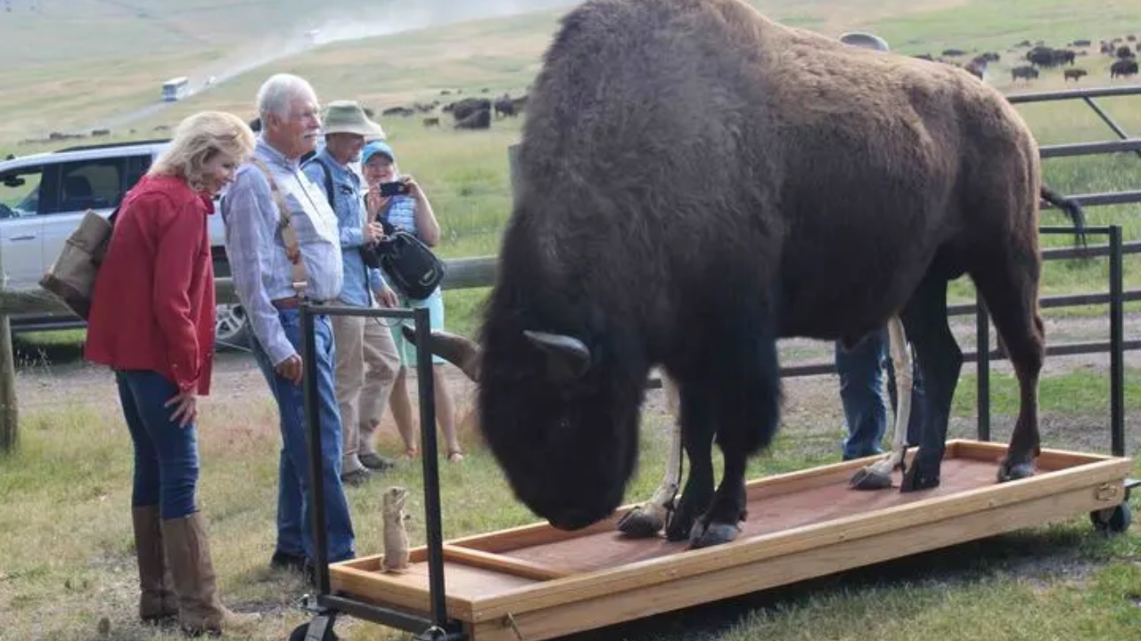 The Flying D became a major home for Turner’s bison herd<br>
