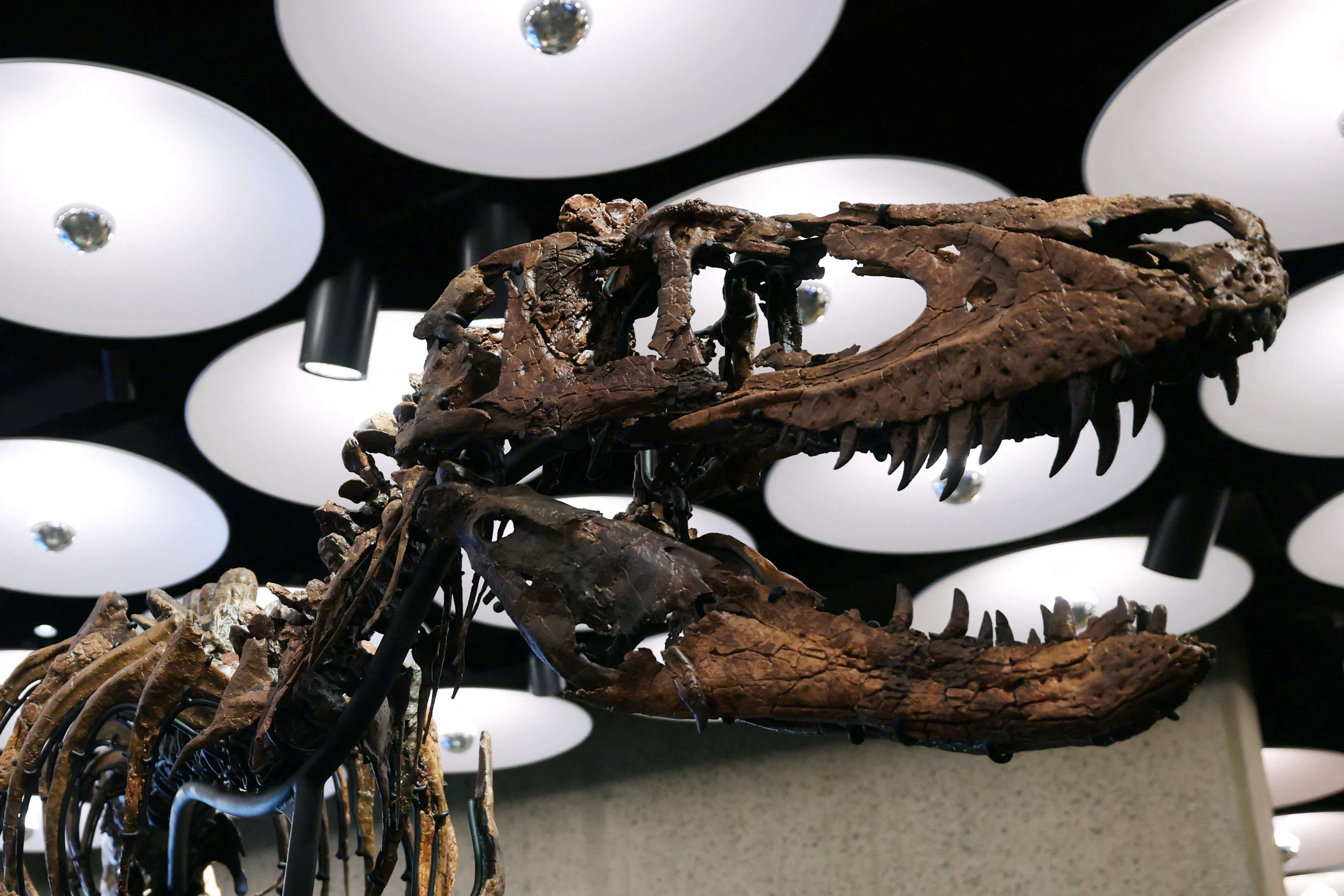 "Jodi" a rare mounted skeleton of Nanotyrannus ahead of  auction at Sotheby's in New York