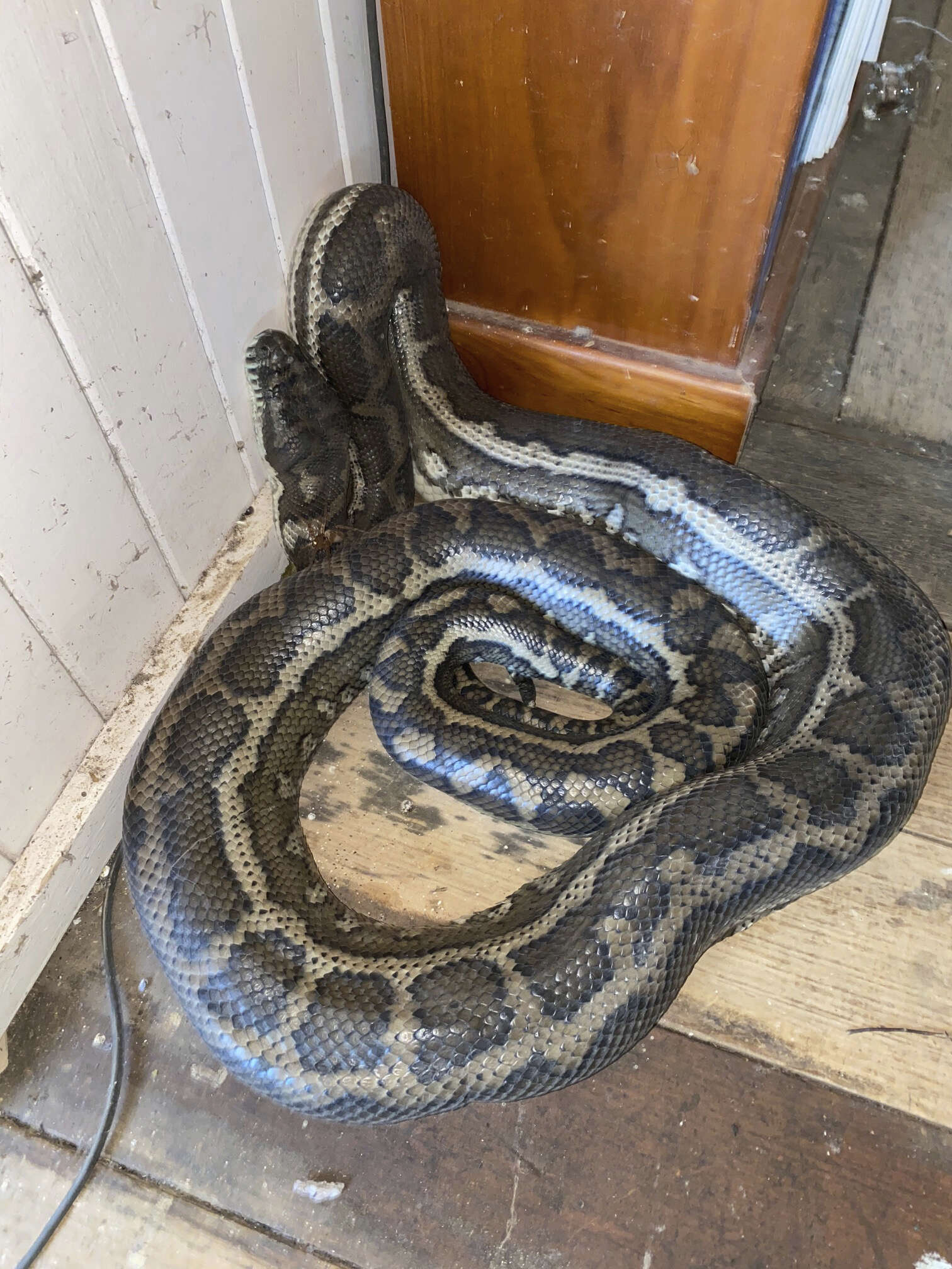 In this photo provided by Steven Brown, a snake is coiled on the floor of a home at Laceys Creek, Australia, Monday, Aug. 31, 2020. David Tait returned home and was surprised to discover that his kitchen ceiling had collapsed under the weight of two large pythons apparently fighting over a mate.