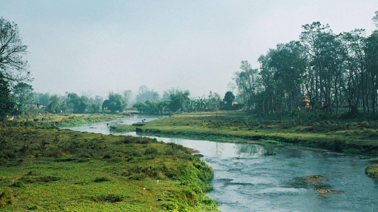 Yamuna delhi grass