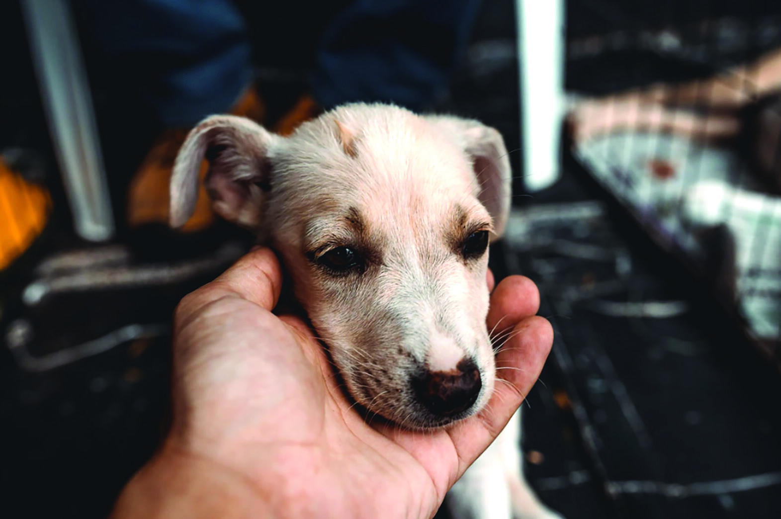 Bengaluru to Launch Free Veterinary Clinics for Strays and Subsidized Care for Pets
