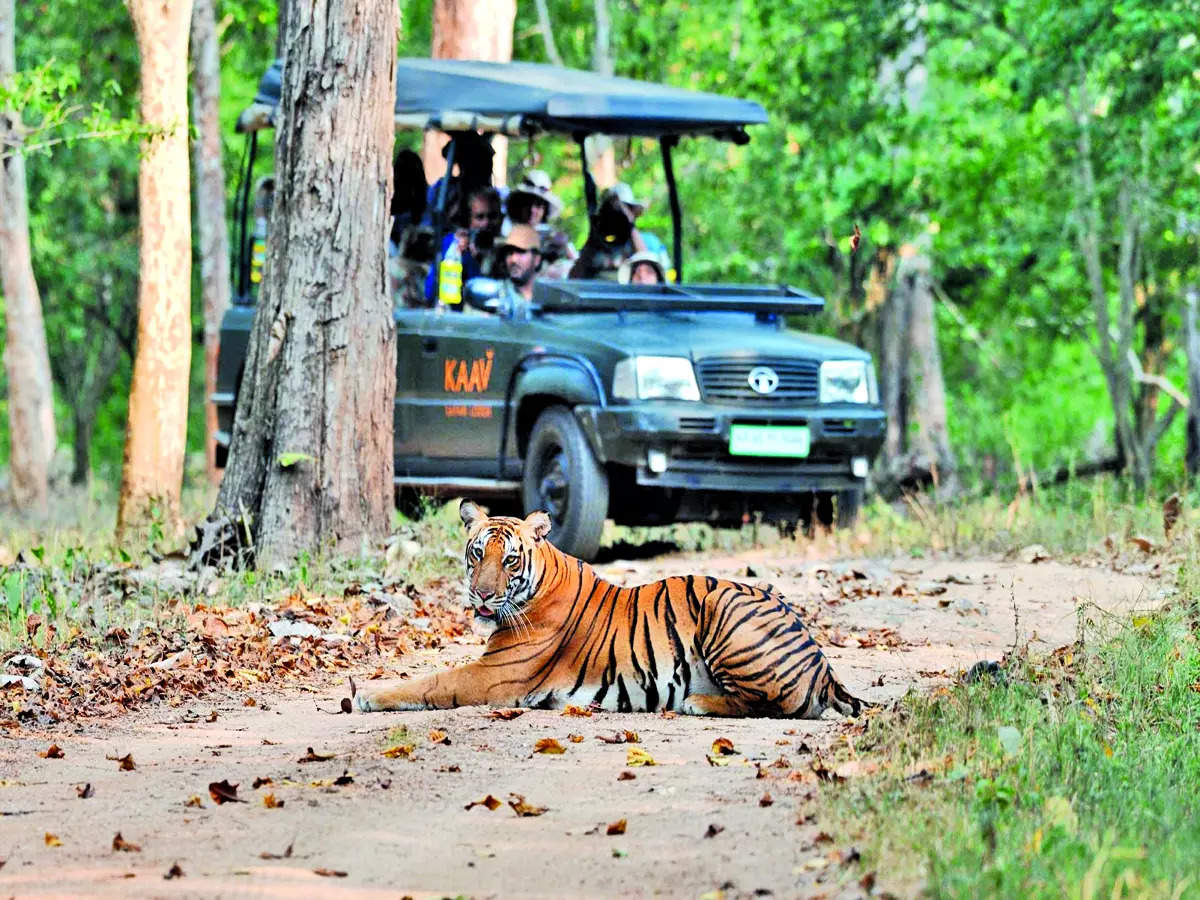 how to book nagarhole forest safari
