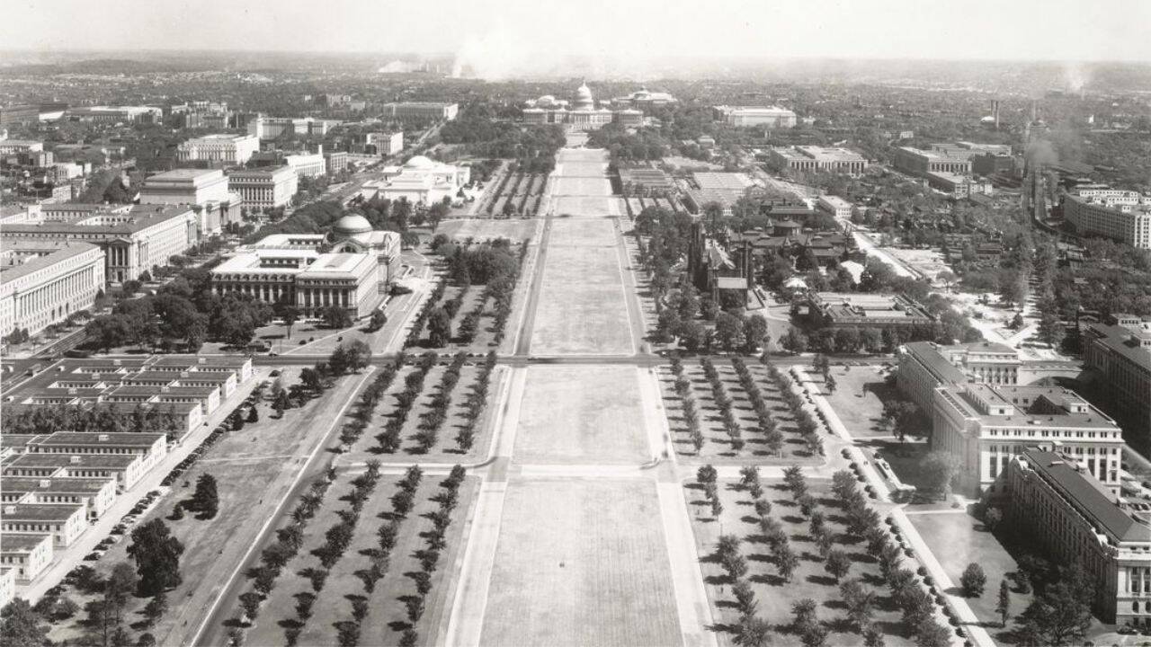 Importance of American elms to Washington