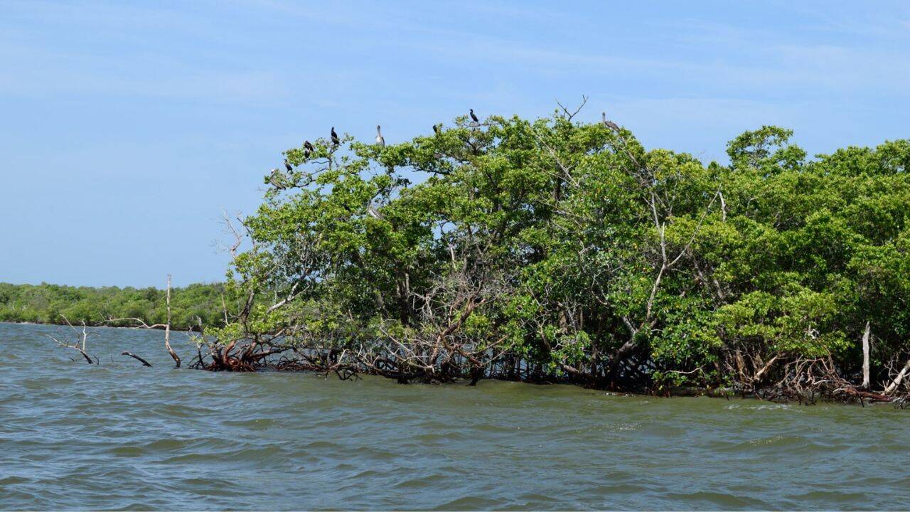 How did researchers compare restored and natural mangrove forests