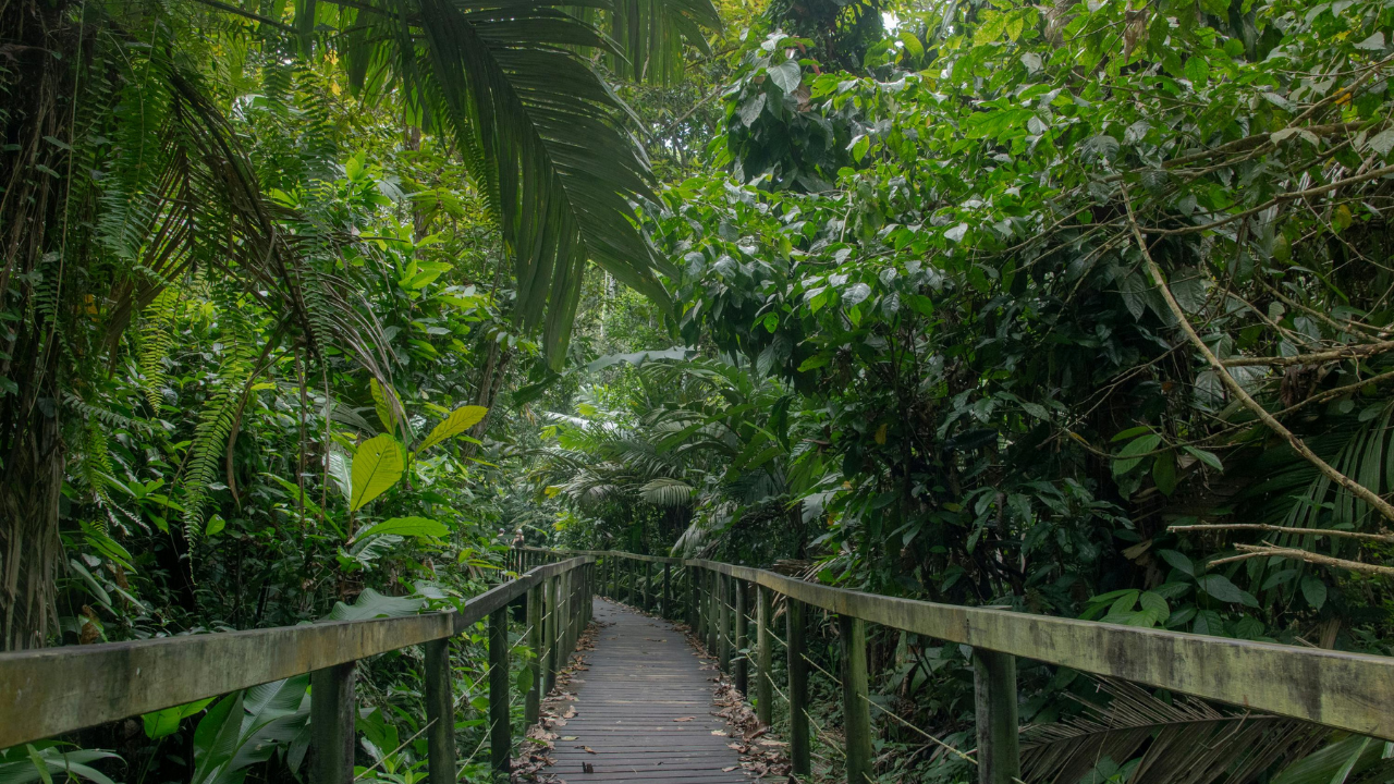 Given something to climb, the vine can reach 30 metres (Image: Canva)