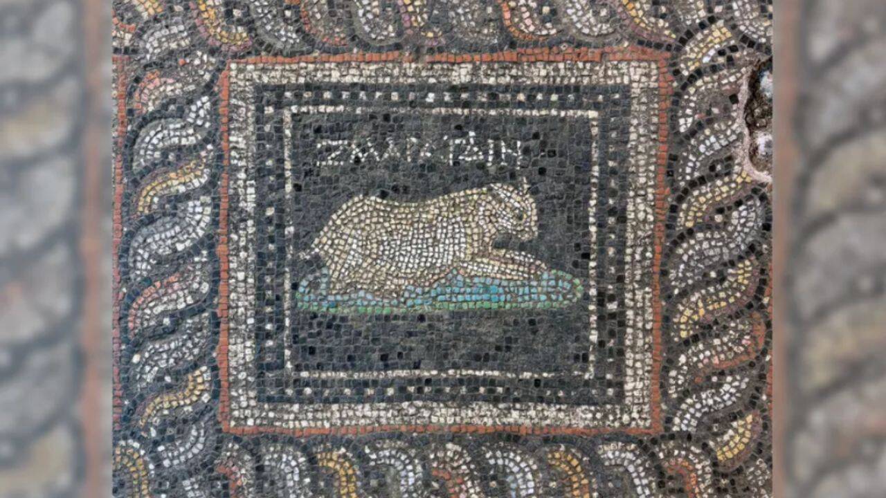 One panel of the mosaic depicts a light-colored cat named Emerald resting on a blue-green cushion.