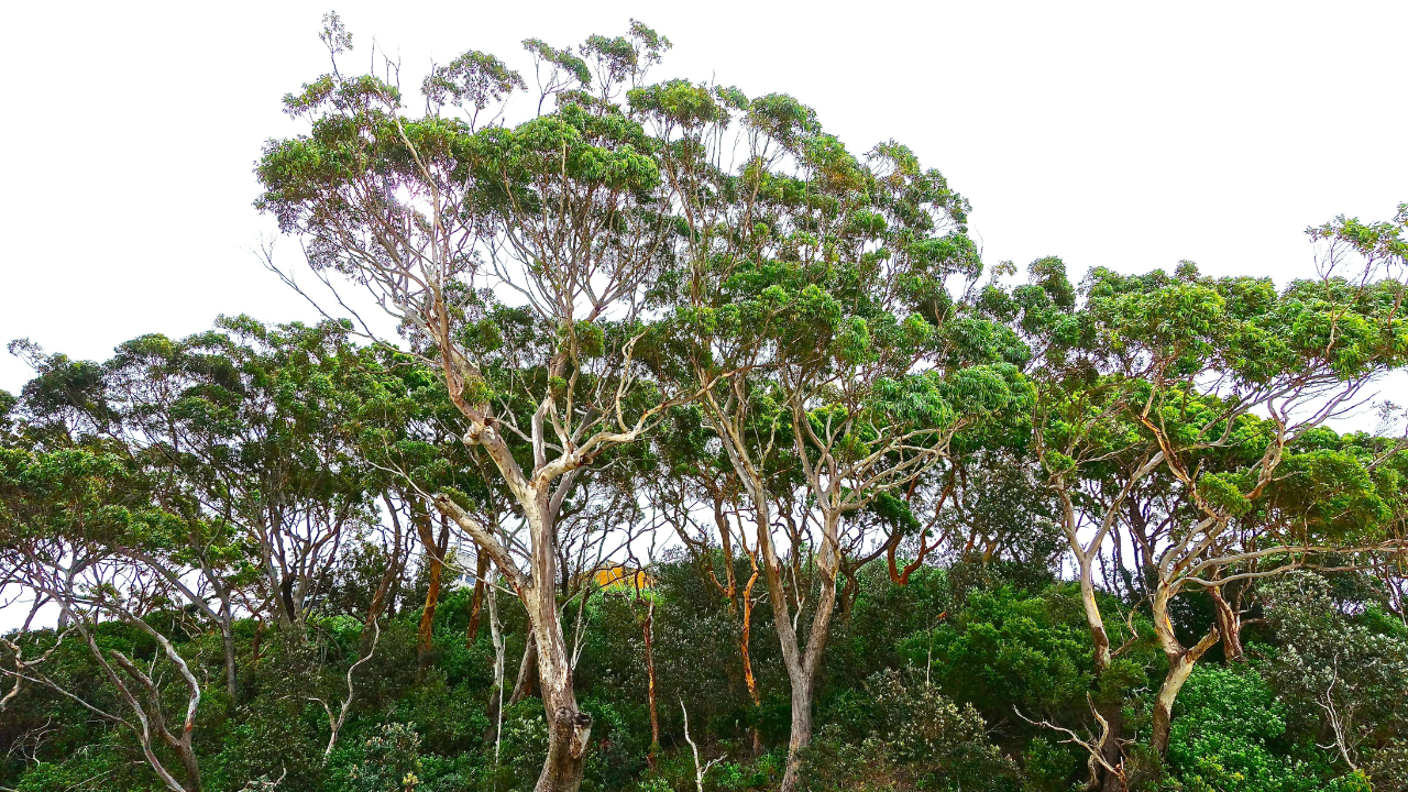 Groundwater fell 4.5 metres over 45 years (Image: Canva)<br>