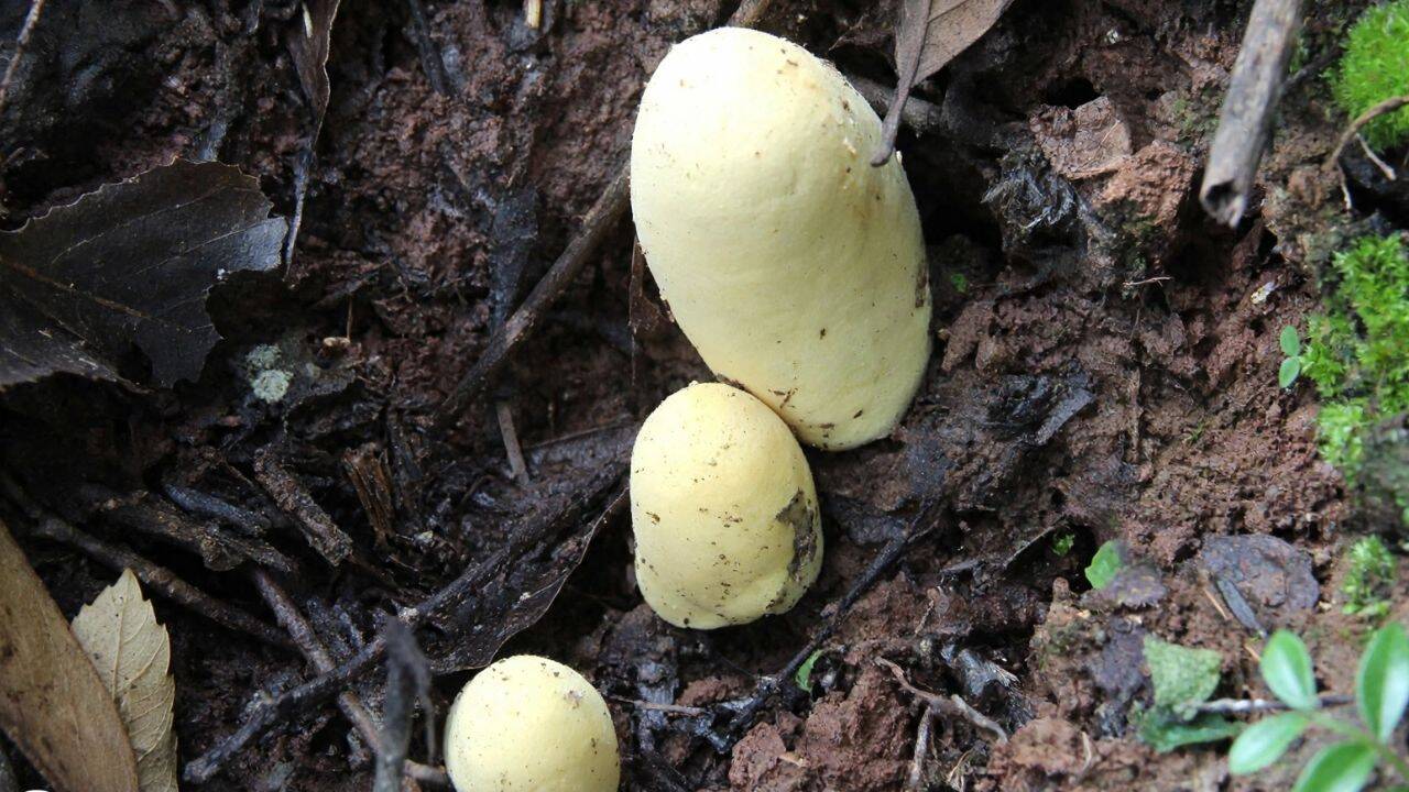 How did DNA analysis help identify the giant Chinese fungus<br>