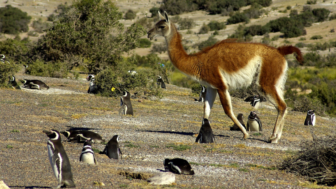 Guanaco sharing a habitat with Magellanic penguins, Punta Tombo (Image: Wikipedia)