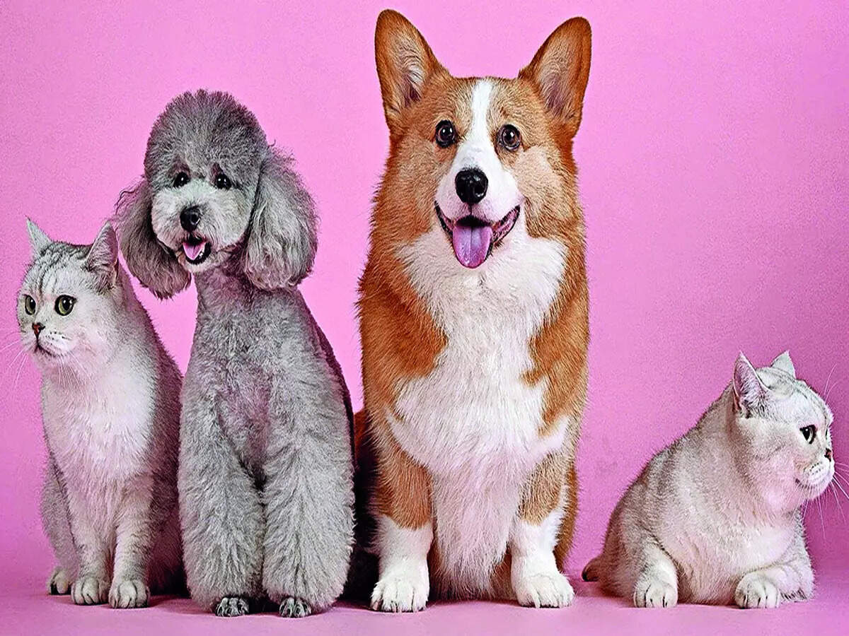 Pretty ‘paw’esome innit?