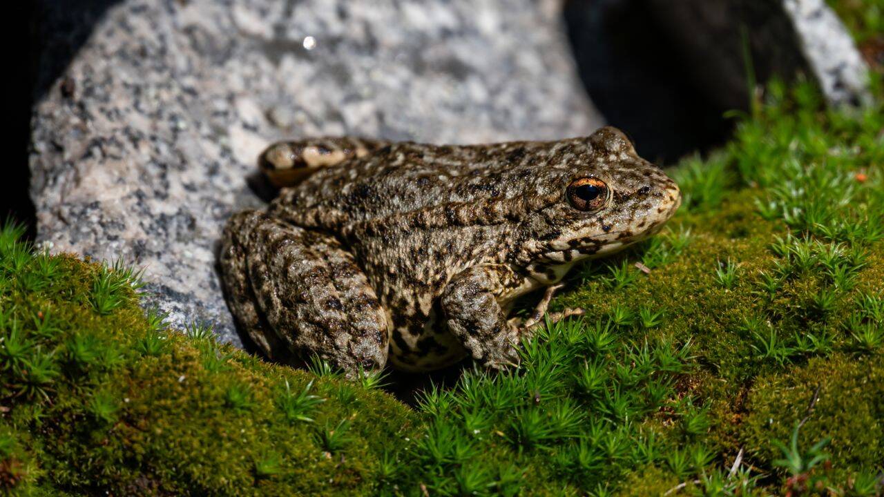 What has conservation work achieved so far